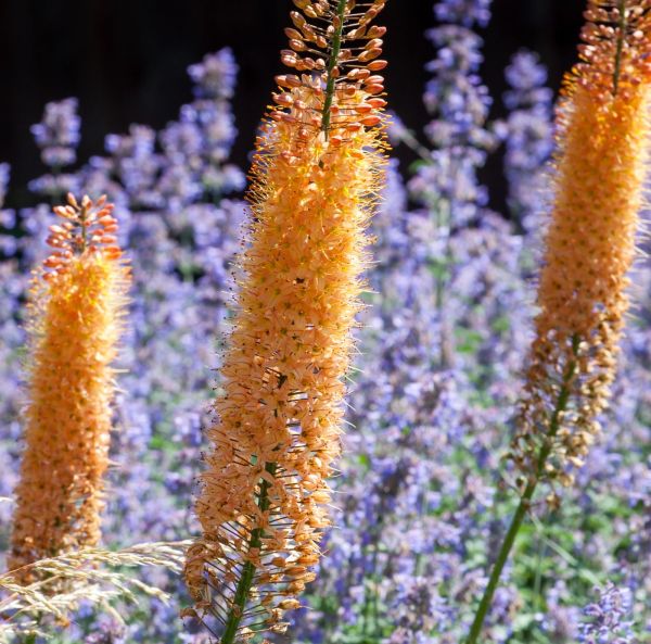 Stäpplilja - Rötter 1st